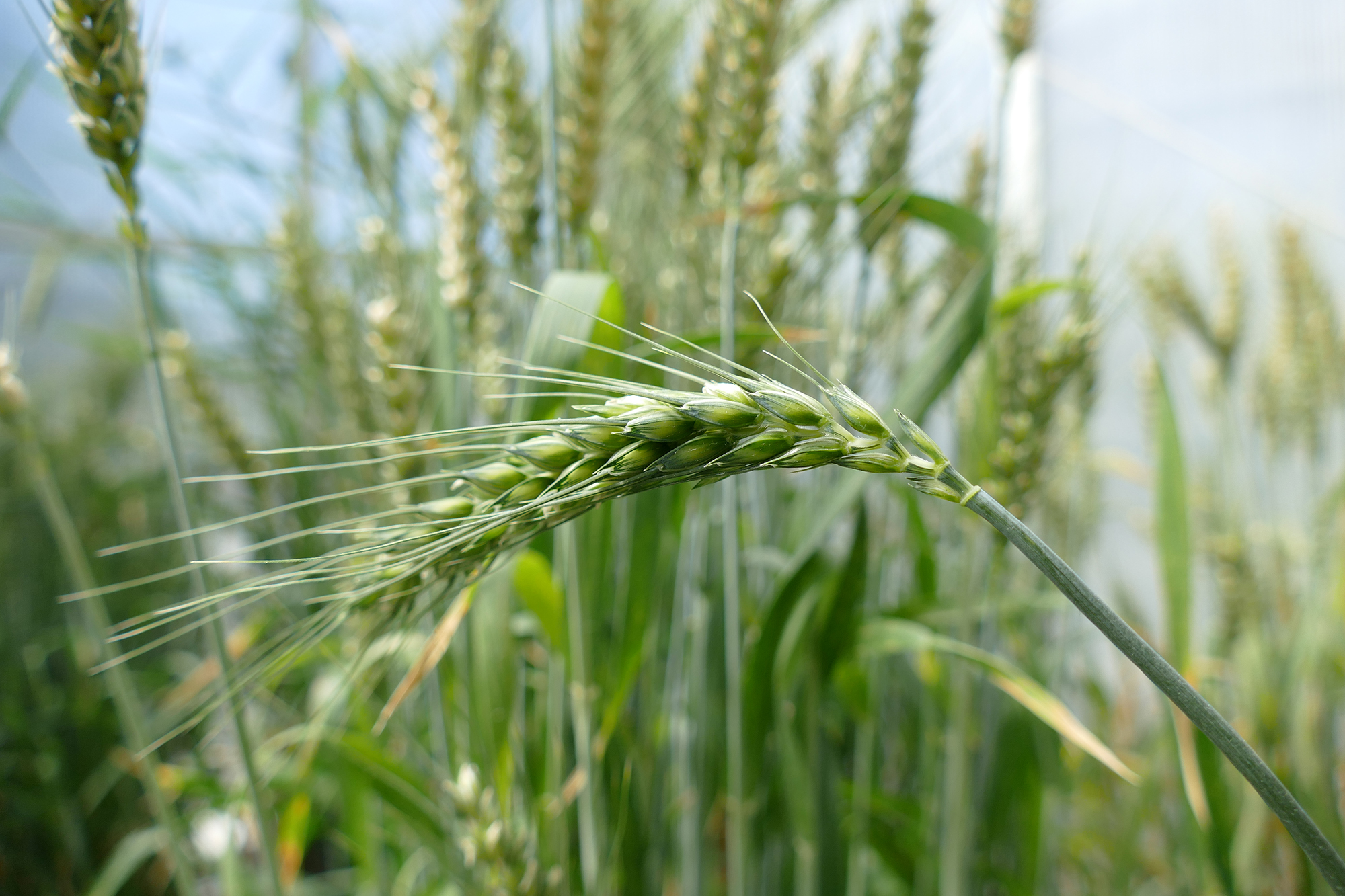 Close-up of a wheat plant