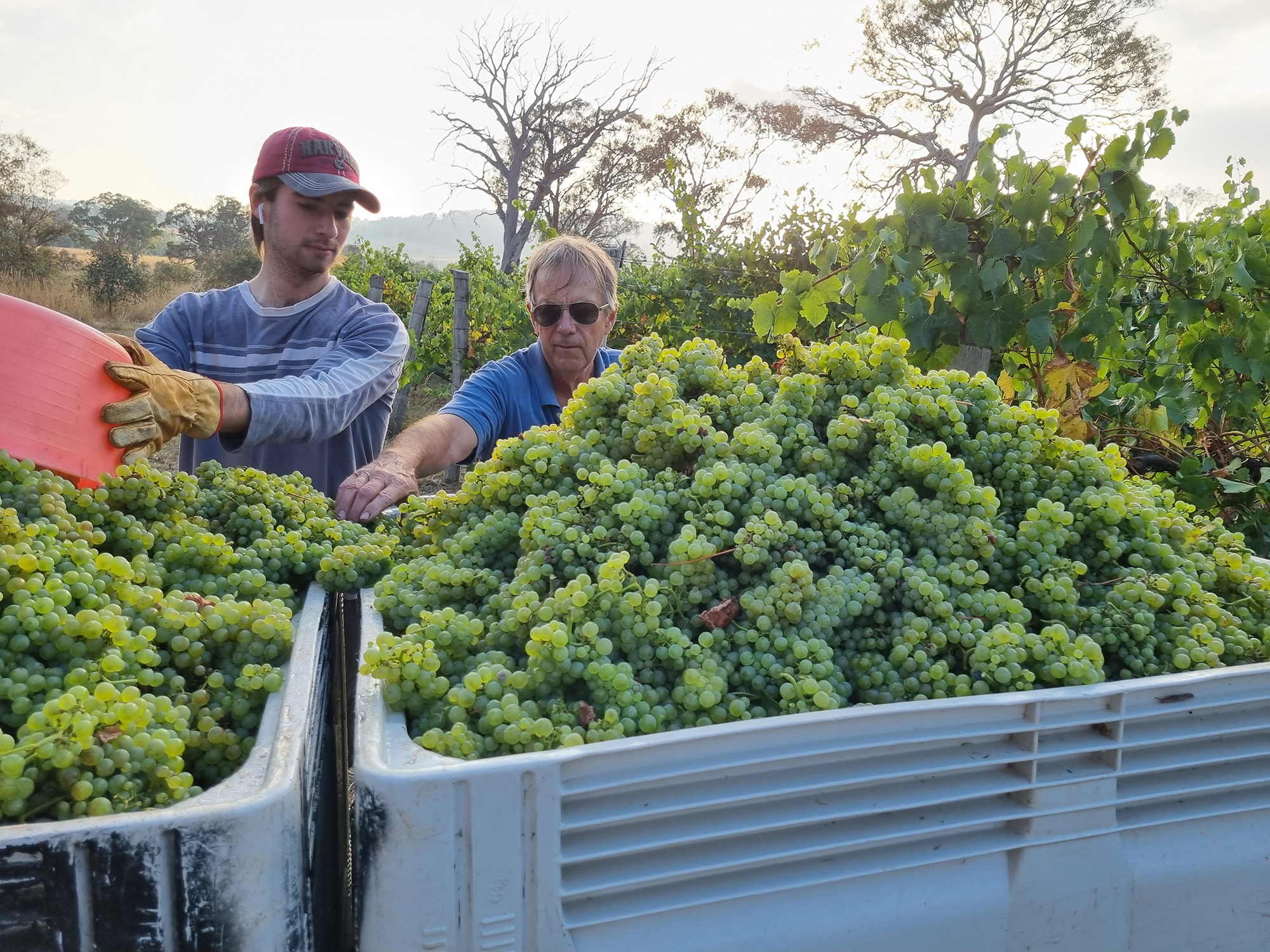 Bob and son Riley in vineyard at harvest